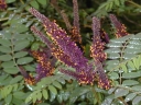 rośliny ozdobne  Amorfa krzewiasta zw. Indygowiec Amorpha fruticosa C2/1-1,5m *25P