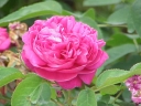 rośliny ogrodowe  Róża damasceńska BLUSH DAMASK Rosa damascena C3/80cm *K1