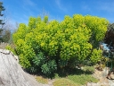rośliny ozdobne -  Euphorbia characias sub. Wulfenii Wilczomlecz /P9 *K12