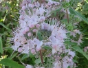 rośliny ogrodowe -  Barbula klandońska PINK PERFECTION 'Lisspin' PBR Caryopteris clandonensis /C2 *T54