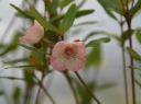rośliny ozdobne -  Eucryphia lucida PINK CLOUD C2/40-60cm *T63