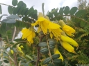 sklep ogrodniczy  ﻿Sophora microphylla SUN KING® 'Hilsop' C3/60-80cm *T61
