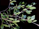 rośliny ogrodowe -  Brzoza niska in.B.bagienna Betula pumila C2/60-80cm *K10