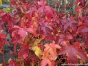 rośliny ogrodowe -  Ambrowiec amerykański (Liquidambar styraciflua) C5/80-100cm *K6