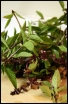 rośliny ozdobne - Bazylia właściwa mieszanka odmian - nasiona 0,5 g Ocimum basilicum