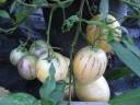 rośliny ogrodowe -  Pepino - (Solanum muricatum) - nasiona - 0,01 g