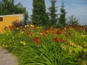 sklep ogrodniczy - Liliowiec ogrodowy Sammy Russel (Hemerocalis hybrida) C2-C3 *K2