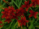 sadzonki - Liliowiec ogrodowy Sammy Russel (Hemerocalis hybrida) C2-C3 *K2