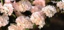 rośliny ozdobne - Kalina japońska ROSACE Viburnum plicatum Pink Sensation C4/30-40cm *K20