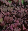 rośliny ogrodowe - Kalina japońska ROSACE Viburnum plicatum Pink Sensation C4/30-40cm *K20