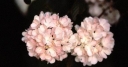 sklep ogrodniczy - Kalina japońska ROSACE Viburnum plicatum Pink Sensation C4/30-40cm *K20