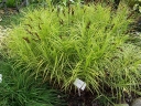sklep ogrodniczy -  Turzyca palmowa AUREOVARIEGATA Carex muskingumensis /C2 *P26