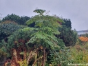 rośliny ogrodowe -  Aralia japońska AUREOVARIEGATA syn. Golden Umbrella Aralia elata C7,5/30-40cm *K11