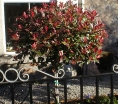 rośliny ogrodowe  Głogownik RED ROBIN na PNIU  Photinia fraseri C7,5/Pa120(150)cm *K10