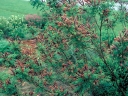rośliny ogrodowe - Amorfa krzewiasta zw. Indygowiec Amorpha fruticosa C2/1-1,5m *25P