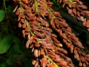 sklep ogrodniczy - Amorfa krzewiasta zw. Indygowiec Amorpha fruticosa C2/1-1,5m *25P