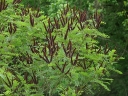 sadzonki - Amorfa krzewiasta zw. Indygowiec Amorpha fruticosa C2/1-1,5m *25P