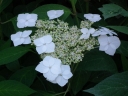 rośliny ogrodowe - Hortensja piłkowana OTSUHIME  Hydrangea serrata