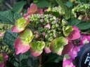 rośliny ogrodowe -  Hortensja piłkowana COTTON CANDY Hydrangea serrata 'MAK20' Flairs & Flavours /C4 *K18