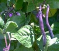 sadzonki -  Fasola Purple Teepee fioletowa - nasiona 40 g - Szparagowa Karłowa - Phaseolus vulgaris L.
