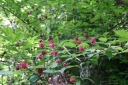rośliny ogrodowe - Kielichowiec wonny PURPUREUS C2/40-50cm