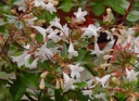 rośliny ogrodowe -  Abelia wielkokwiatowa Abelia grandiflora /C2