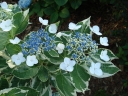 rośliny ozdobne -  Hortensja ogrodowa TRICOLORVsyn. Variegata Hydrangea macrophylla C5/20cm *K18