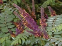 sadzonki -  Amorfa krzewiasta zw. Indygowiec  Amorpha fruticosa P11/40-60cm *25P
