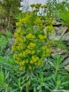 rośliny ogrodowe - Euphorbia characias sub. Wulfenii Wilczomlecz /P9 *K12