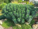 sklep ogrodniczy - Euphorbia characias sub. Wulfenii Wilczomlecz /P9 *K12