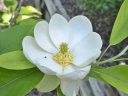 rośliny ozdobne -  Magnolia sina Magnolia virginiana C2/50-60cm *K15