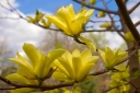 rośliny ozdobne -  Magnolia DAPHNE C7,5/60cm *K9