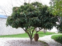 rośliny ogrodowe -  Nieśplik japoński Eriobotrya japonica C7,5/80-100cm *K25