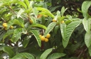 sklep ogrodniczy - Nieśplik japoński Eriobotrya japonica C7,5/80-100cm *K25