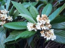 rośliny ozdobne - Nieśplik japoński Eriobotrya japonica C7,5/80-100cm *K25