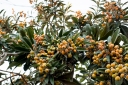 rośliny ogrodowe - Nieśplik japoński Eriobotrya japonica C7,5/80-100cm *K25