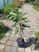 rośliny ogrodowe - Nieśplik japoński Eriobotrya japonica C7,5/80-100cm *K25