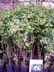 rośliny ogrodowe - ZIMOZIELONY Wiciokrzew japoński Halliana (Lonicera japonica Halliana) C2/80cm