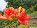 rośliny ogrodowe -  Campsis x tagliabuana Orangeade® 'Tracamp' Milin C4/80cm *K6