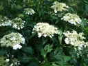 sadzonki -  Hortensja krzewiasta EMERALD LACE Hydrangea arborescens /C10 *K19