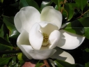 rośliny ogrodowe -  Magnolia grandiflora FRANCOIS TREYVE Zimozielona wielkokwiatowa C5/80cm *K12