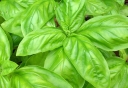 rośliny ozdobne -  Bazylia cytrynowa - 0,5g nasion Ocinum basilicum citriodora