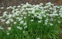 rośliny ogrodowe -  Szczypiorek CZOSNKOWY - 1g nasion Allium tuberosum