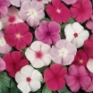 rośliny ogrodowe -  Barwinek różowy mieszanka Vinca rosea - nasiona 0,2g