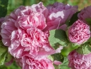 sklep ogrodniczy -  Malwa, Prawoślaz RÓŻOWA - 0,5g nasion Altcea rosea