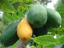 rośliny ogrodowe - Papaja in. Melonowiec Carica papaya 10 szt. nasion
