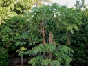 sklep ogrodniczy - Papaja in. Melonowiec Carica papaya 10 szt. nasion