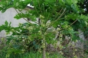 rośliny ozdobne - Papaja in. Melonowiec Carica papaya 10 szt. nasion