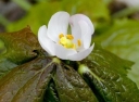 sklep ogrodniczy - Stopowiec himalajski Podophyllum hexandrum /P11 *K16