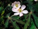 rośliny ogrodowe - Stopowiec himalajski Podophyllum hexandrum /P11 *K16